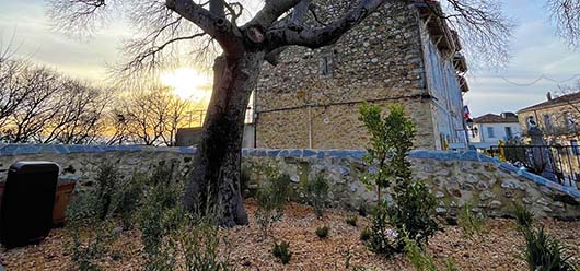 Des actions de désimperméabilisation pour protéger nos grands arbres