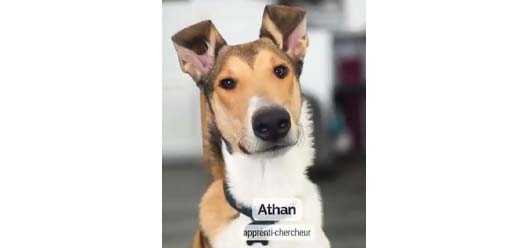 Science participative : et si votre chien devenait détective du moustique tigre ?