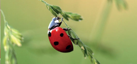 Comment soigner son jardin sans pesticides