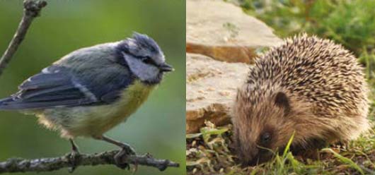 Le printemps approche ! protégez les oiseaux 