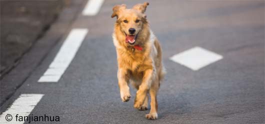 Halte à la divagation des chiens