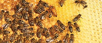 Découvrez les abeilles de Clapiers avec 