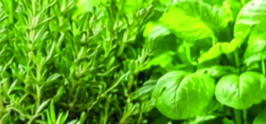 Vente de plants au profit de l’école maternelle