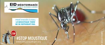 Réunion publique : le point sur la lutte contre le moustique-tigre