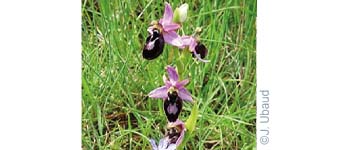 Un patrimoine culturel et botanique à découvrir