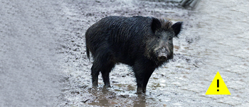 Avis de battue aux sangliers