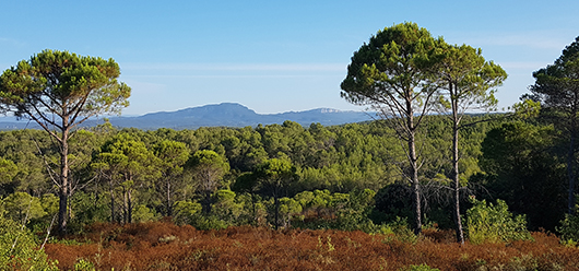 La forêt de Clapiers, terre d’abri pour les espèces végétales et animales